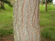 Grand fir (Abies grandis